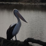 Pelican at National Environment Centre in Thurgoona (July 2014, Sam Niedra)