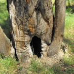 Basal Tree Hollow in Thurgoona (Liam Grimmett, 2012)