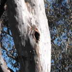 Tree Hollow in Thurgoona (Liam Grimmett, 2012)