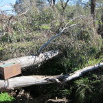 Nest boxes need monitoring and maintenance (Isabel Brom, 2011)