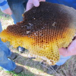 Honeycomb found in a nest box in Thurgoona (Isabel Brom, 2011)